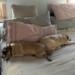 Animal Hospital of Nesconset Dr. Mary Leister