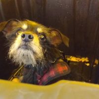 Smithaven Veterinary Hospital ico