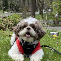 Best Friends Veterinary Care ico