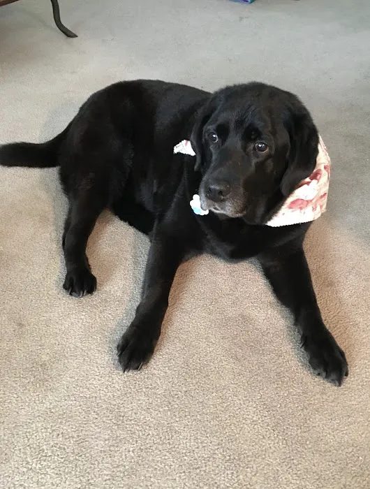 Best Friends Veterinary Care Picture 7
