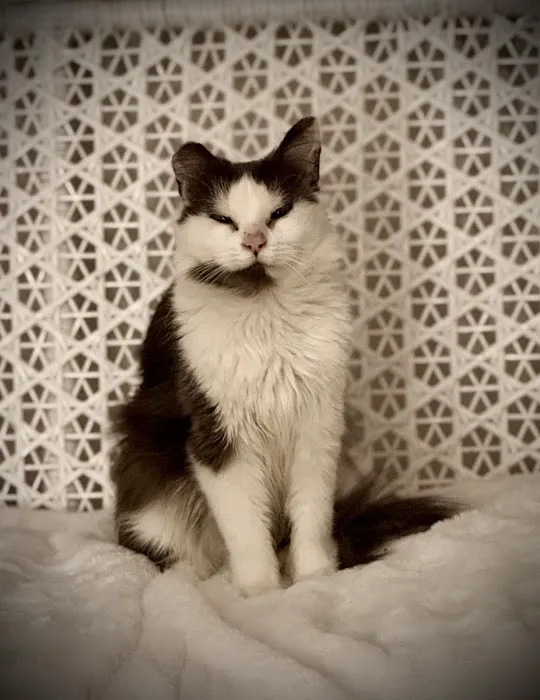 Best Friends Veterinary Care Picture 4