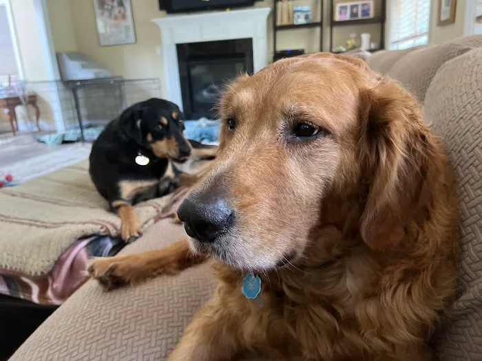 Best Friends Veterinary Care Picture 10