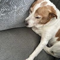 Banfield Pet Hospital ico