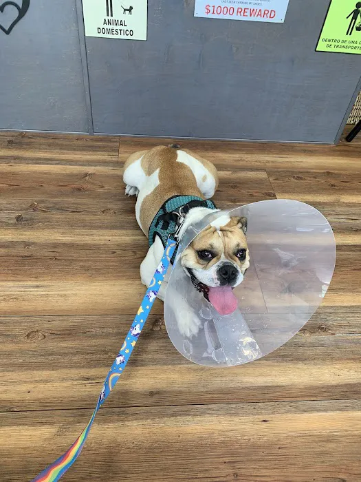 Islandia Animal Hospital Picture 10
