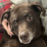 Vetco Total Care Animal Hospital