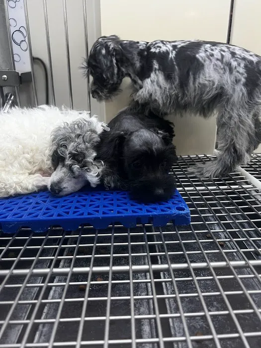 Petland Hoffman Estates Picture 4