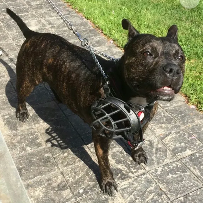 Bay Shore Animal Hospital: Terrel Barbara DVM Picture 1