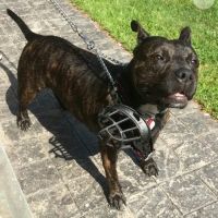 Bay Shore Animal Hospital: Terrel Barbara DVM ico