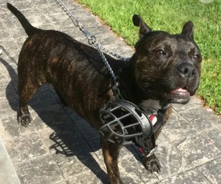 Bay Shore Animal Hospital: Terrel Barbara DVM