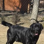 Bay Shore Animal Hospital