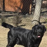 Bay Shore Animal Hospital ico