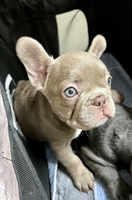 Bay Shore Animal Hospital Picture 4