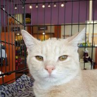 Kriser's Natural Pet ico