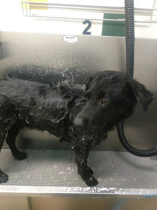 Pet Supplies Plus North Naperville Picture 6