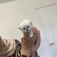 Cute Paws Cattery of New York ico