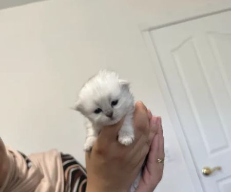 Cute Paws Cattery of New York