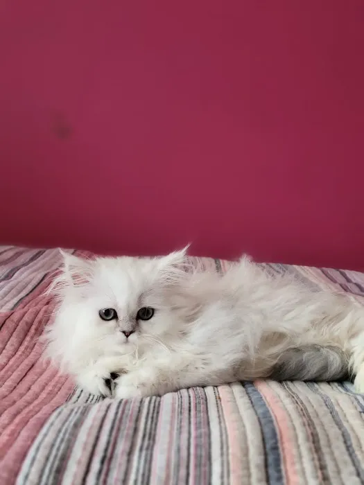 Cute Paws Cattery of New York Picture 2