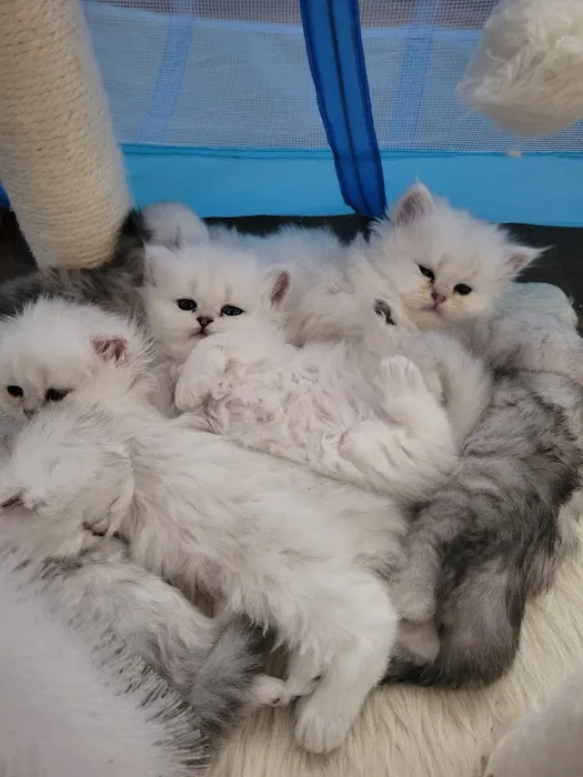 Cute Paws Cattery of New York Picture 6