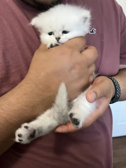 Cute Paws Cattery of New York Picture 5