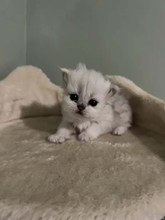 Cute Paws Cattery of New York Picture 3