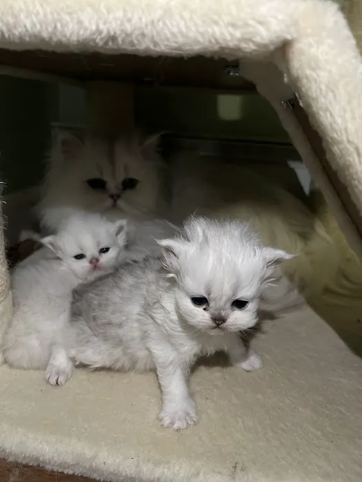 Cute Paws Cattery of New York Picture 4