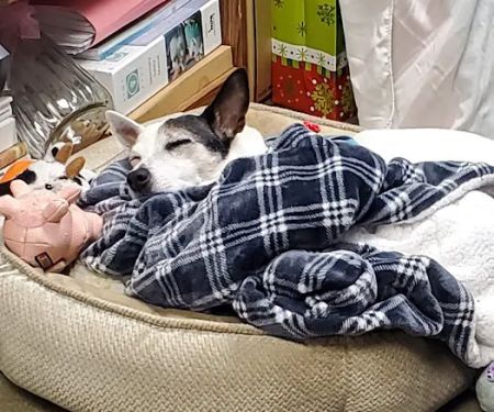 East Islip Animal Hospital