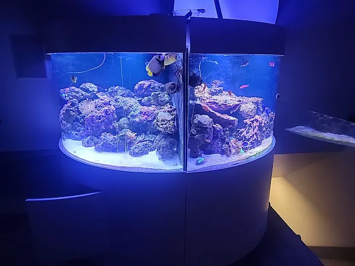 Blue Line Coral Picture 9