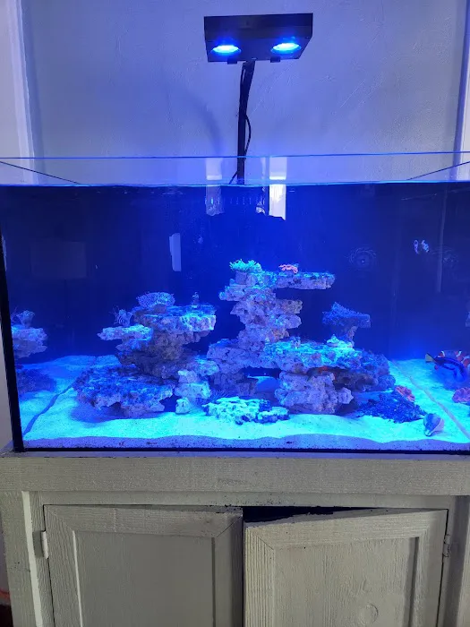 Blue Line Coral Picture 4