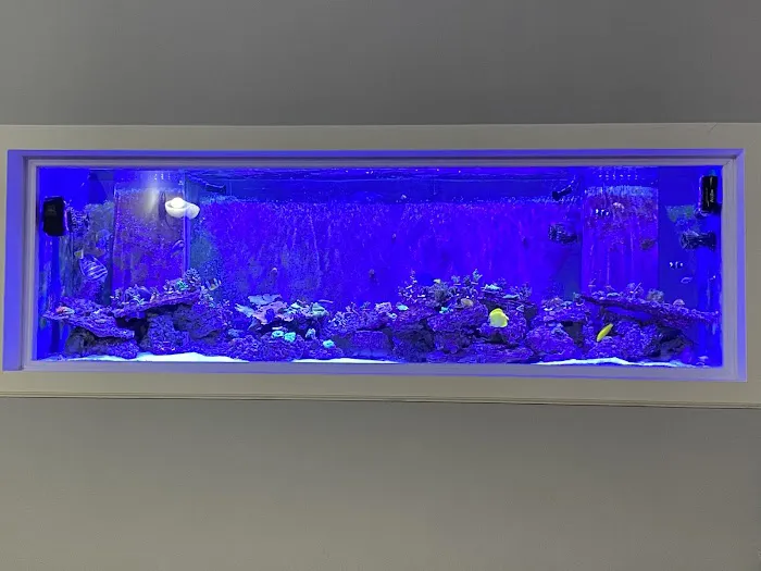 Blue Line Coral Picture 1