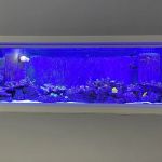 Blue Line Coral