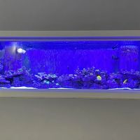 Blue Line Coral ico