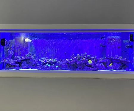 Blue Line Coral