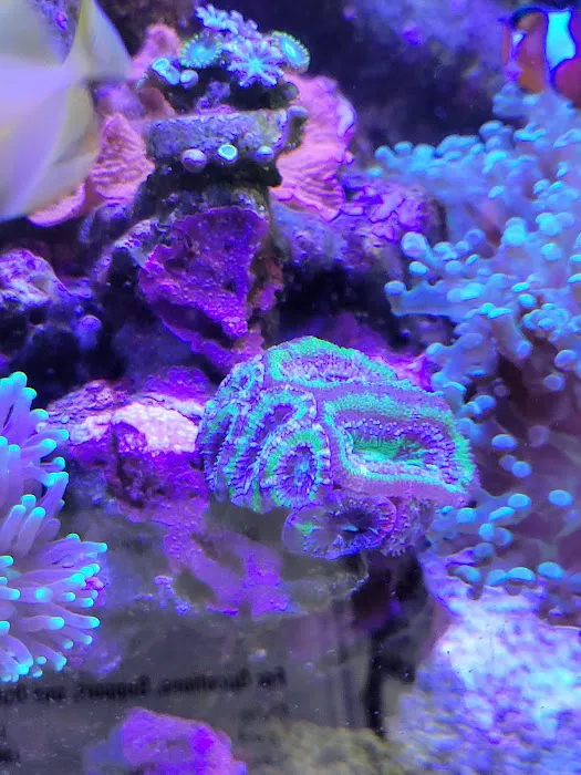 Blue Line Coral Picture 6