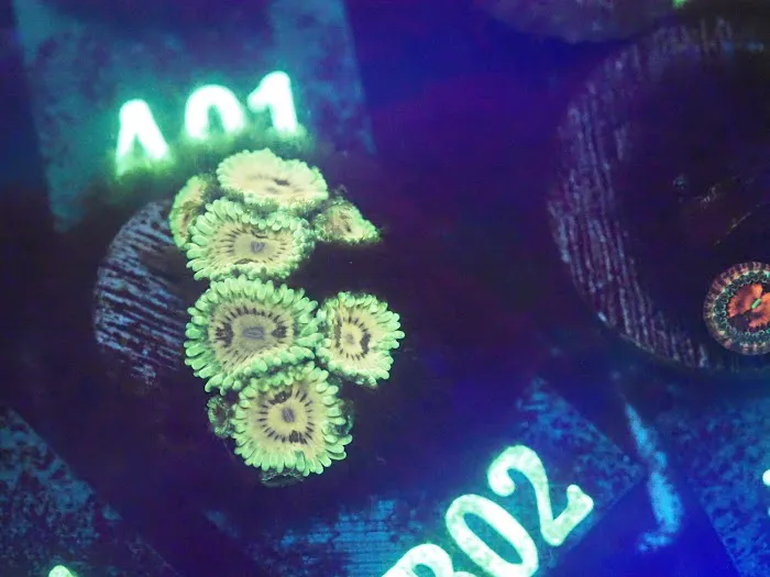 Blue Line Coral Picture 5