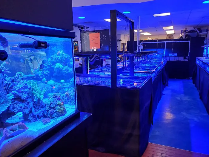 Blue Line Coral Picture 2