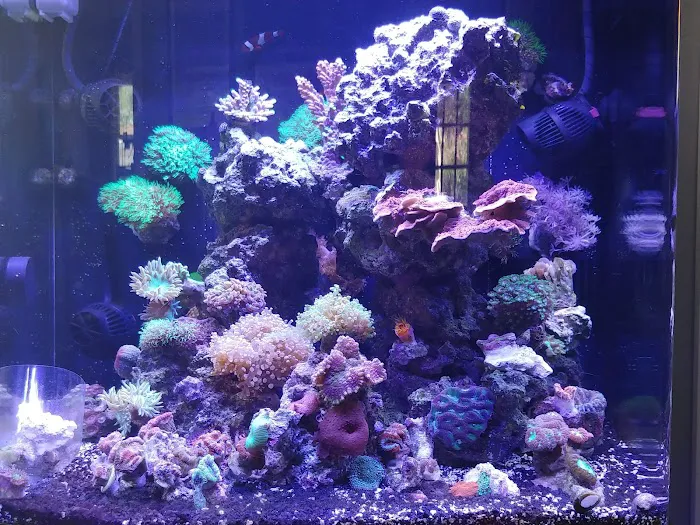 Blue Line Coral Picture 10