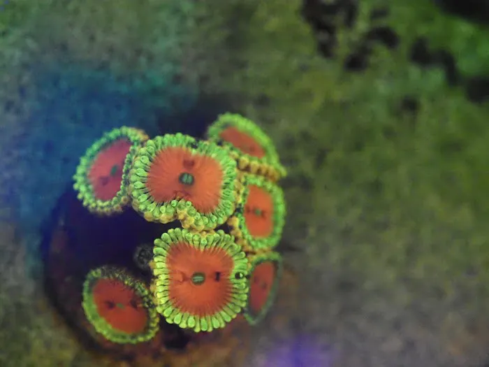 Blue Line Coral Picture 3