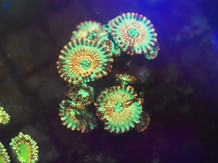 Blue Line Coral Picture 8