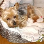 Islip Animal Hospital