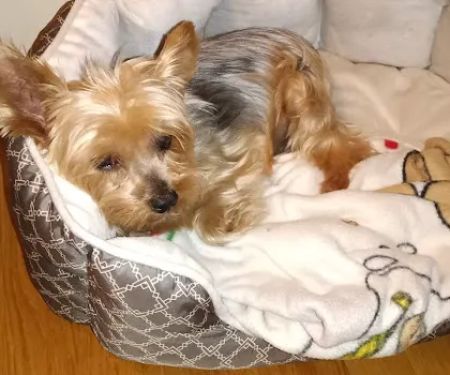 Islip Animal Hospital