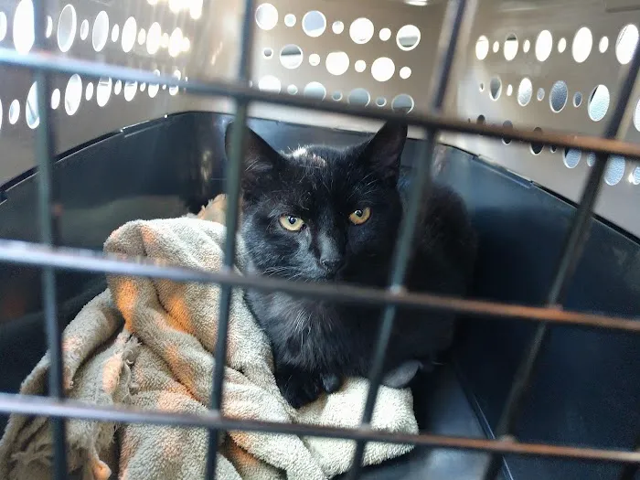 Nunda Veterinary Clinic Picture 5