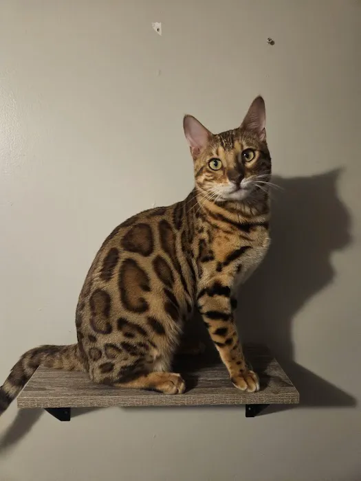 Finger Lakes Bengals Picture 2