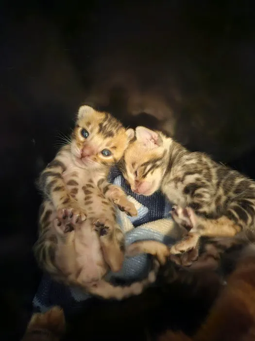 Finger Lakes Bengals Picture 4