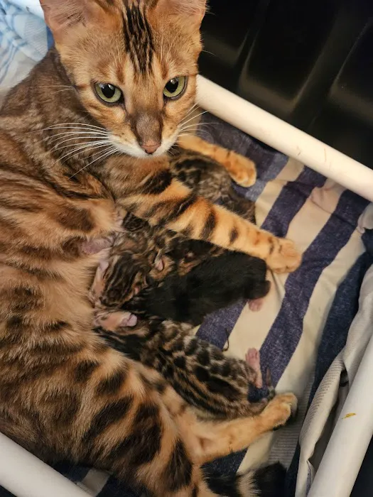 Finger Lakes Bengals Picture 3