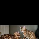 Finger Lakes Bengals