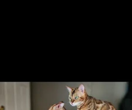 Finger Lakes Bengals