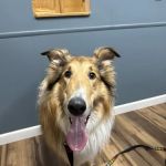 Genesee Valley Veterinary Hospital