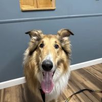 Genesee Valley Veterinary Hospital ico
