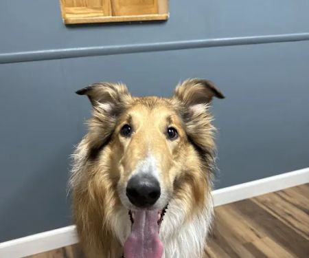 Genesee Valley Veterinary Hospital
