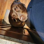 Geneseo Veterinary Care
